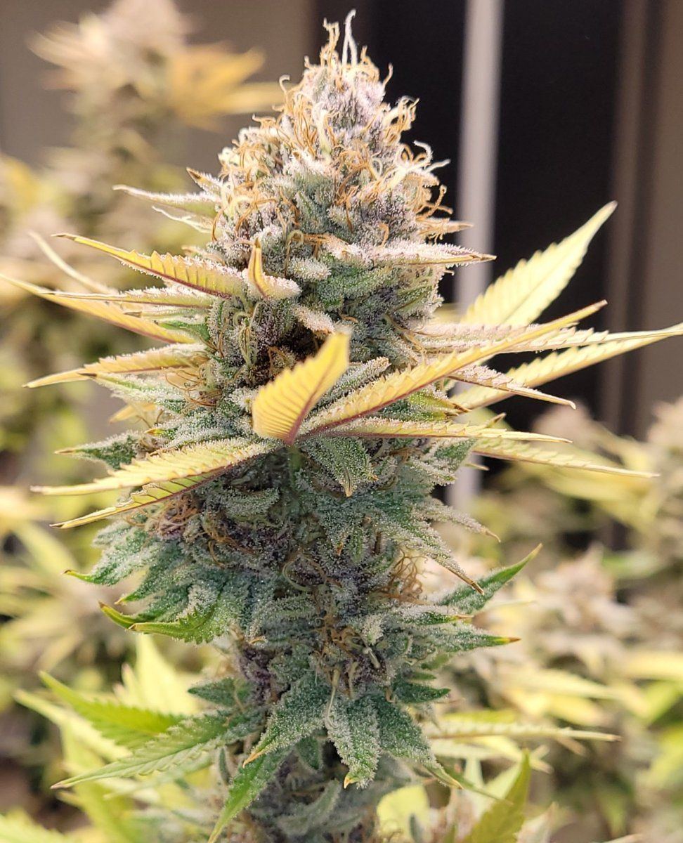 0610 buds