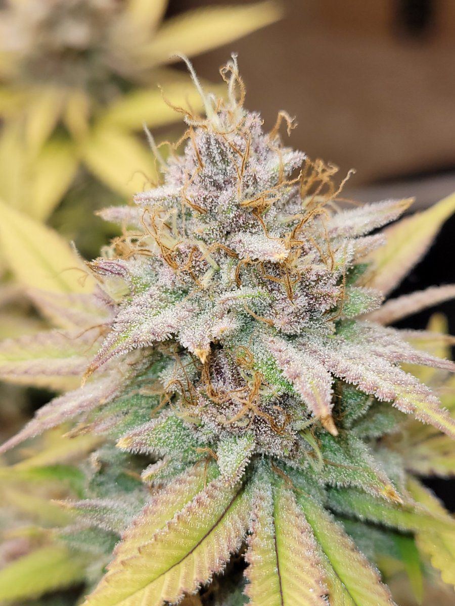 0610 buds2