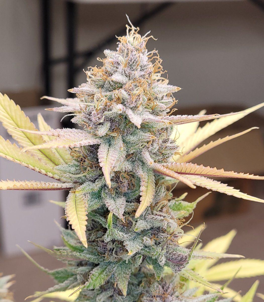 0610 buds3