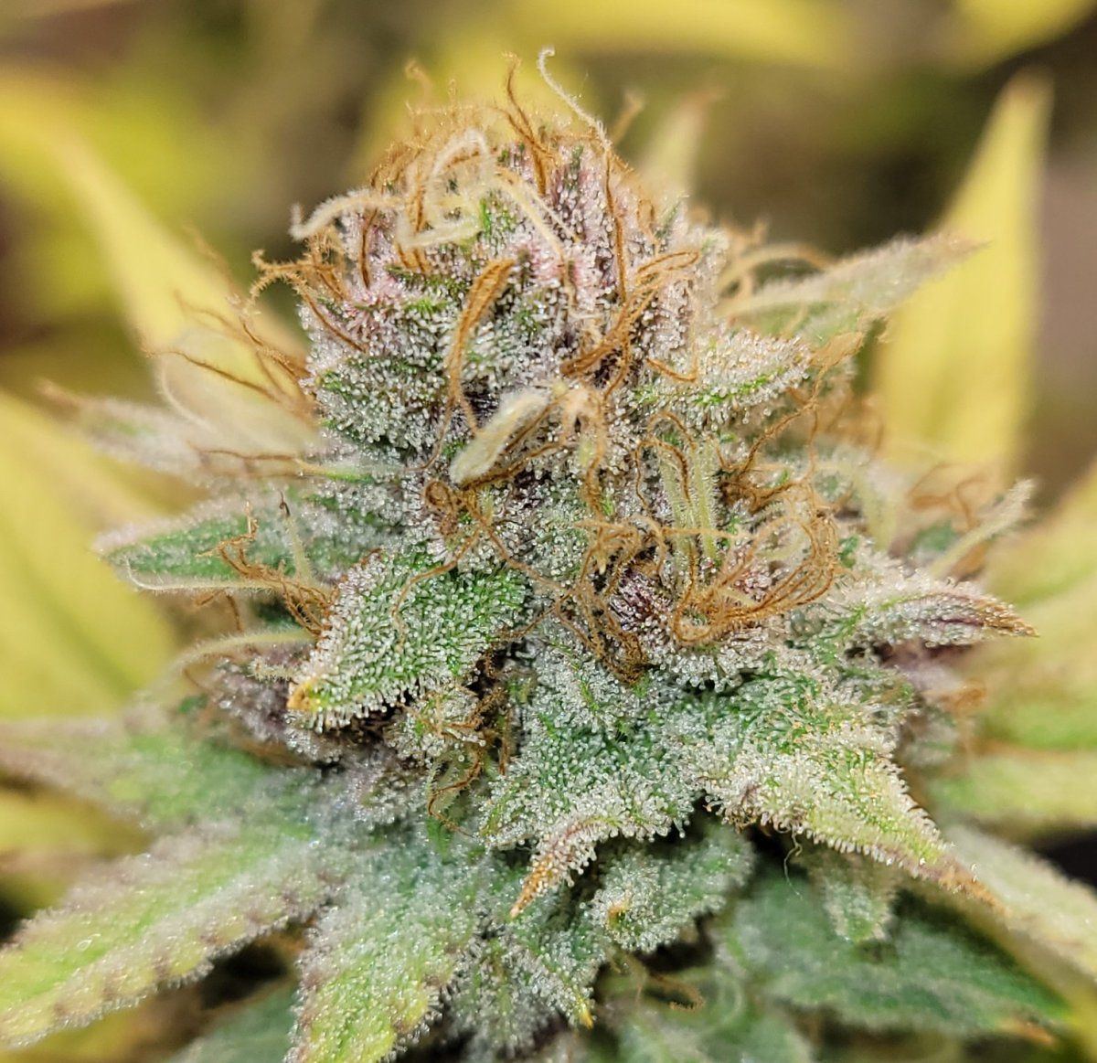 0610 buds4