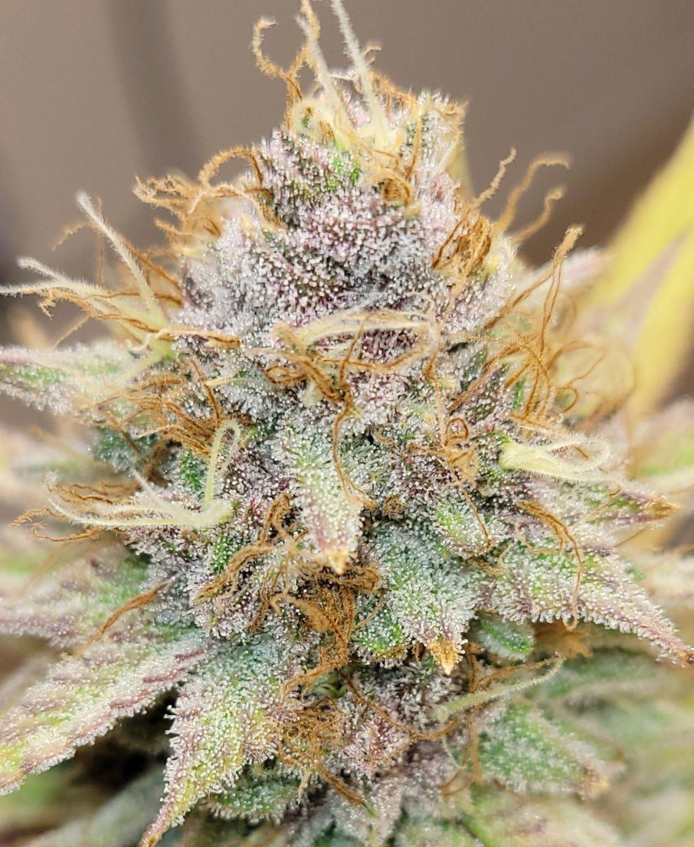 0610 buds5