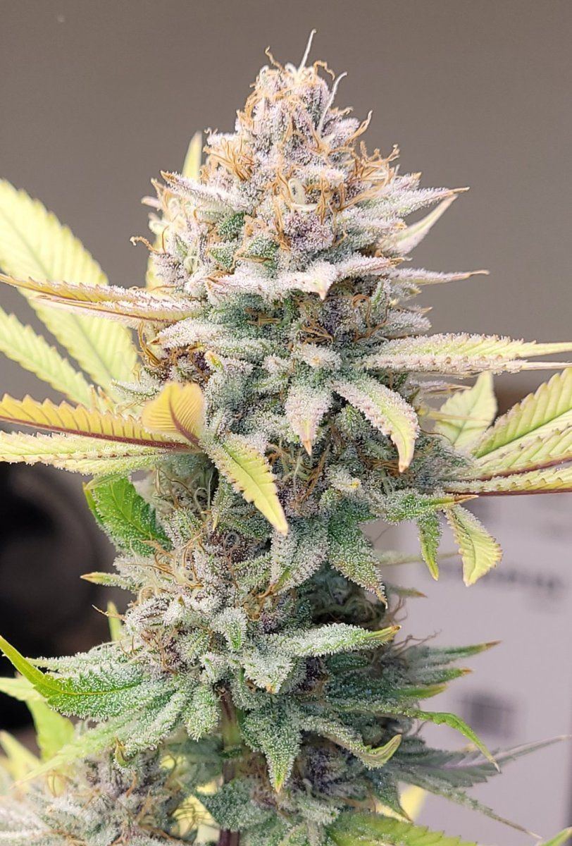 0610 buds6