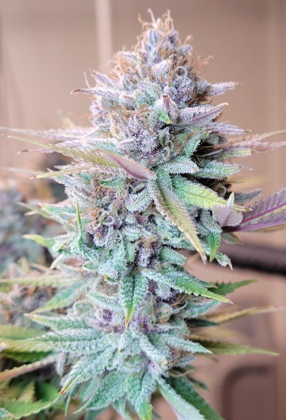 0612 chop cola