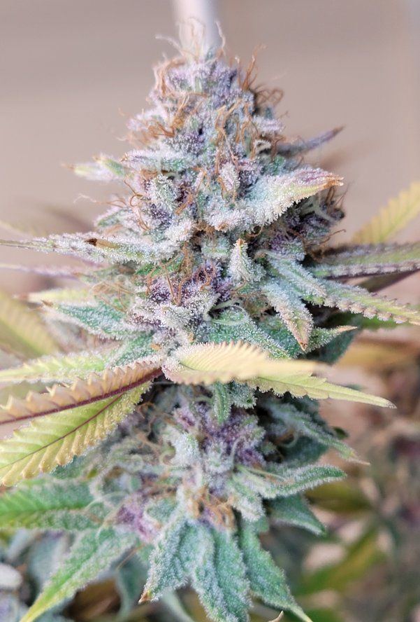 0612 chop cola2