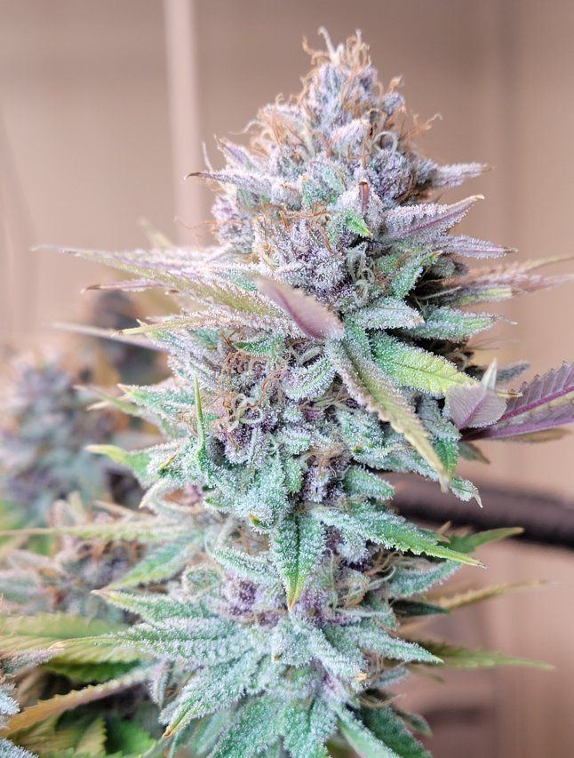 0612 chop cola3