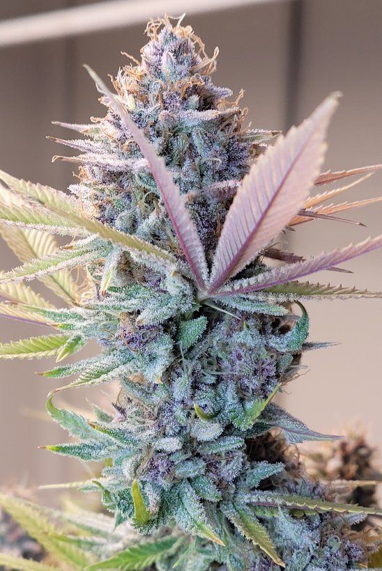 0612 chop cola4