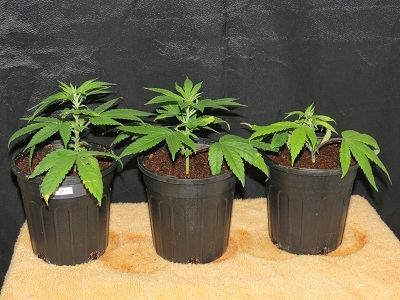 07 Female Plant 2