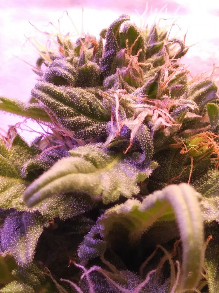 0703181545a