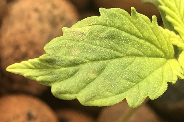 0713B leaf