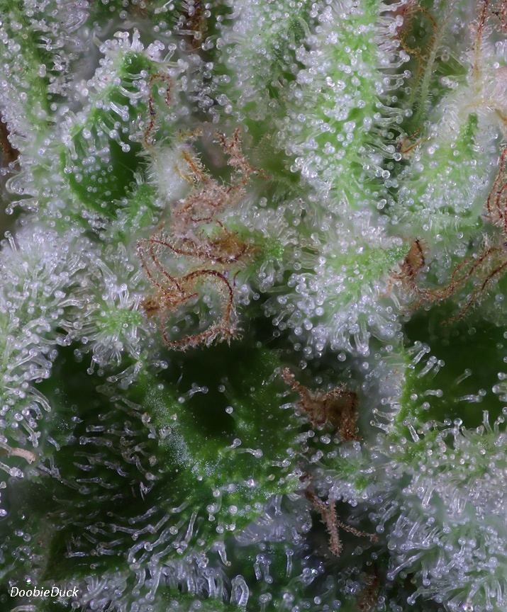 0771 close cali o 88 W