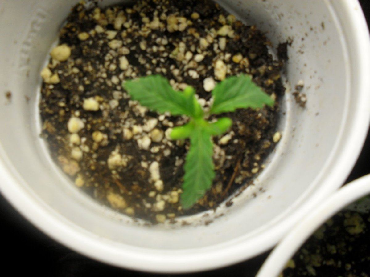 08  4 3 mutant