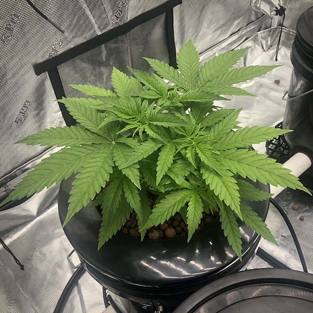 0802A1