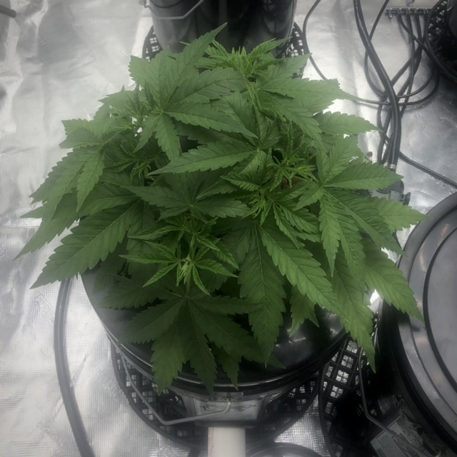 0809A1