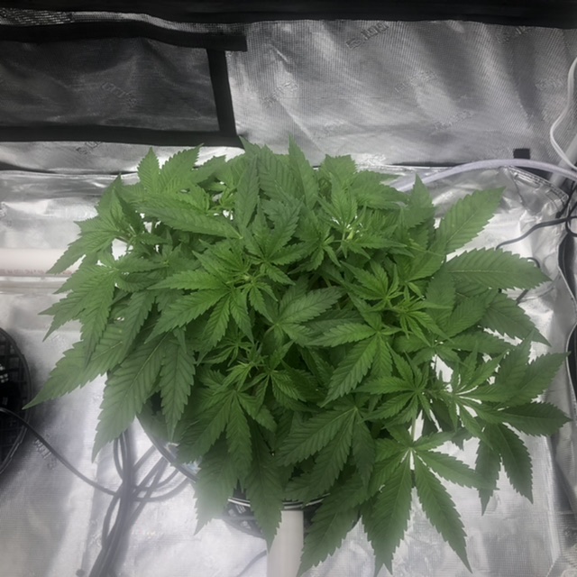 0809D1