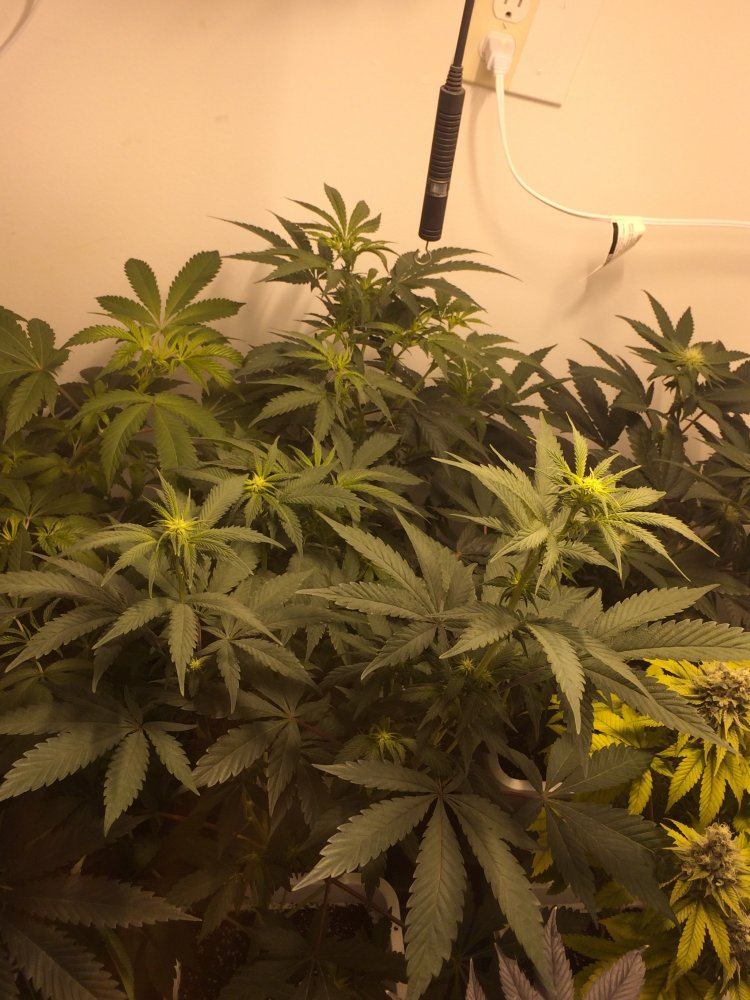 083B731E BE93 42F2 A1C7 01C17FAD52CC