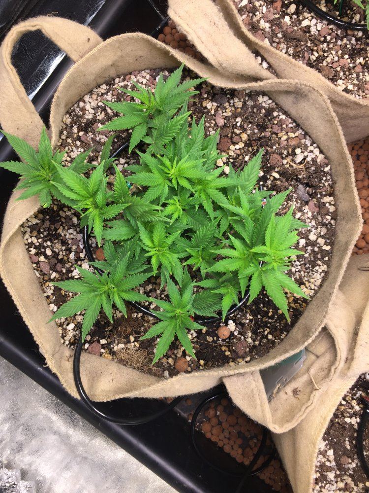 0953804B 4DFC 4E9E 8829 59E33AE8002C