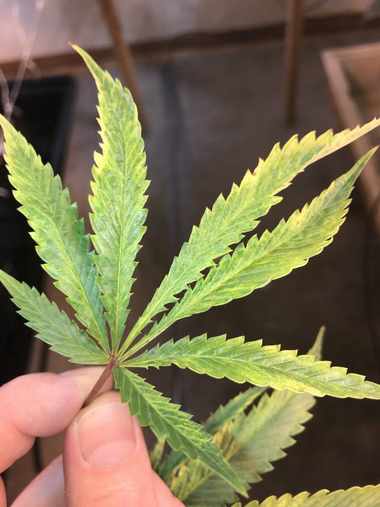 096DBF23 181A 4E00 89D2 36CFAC7F1176