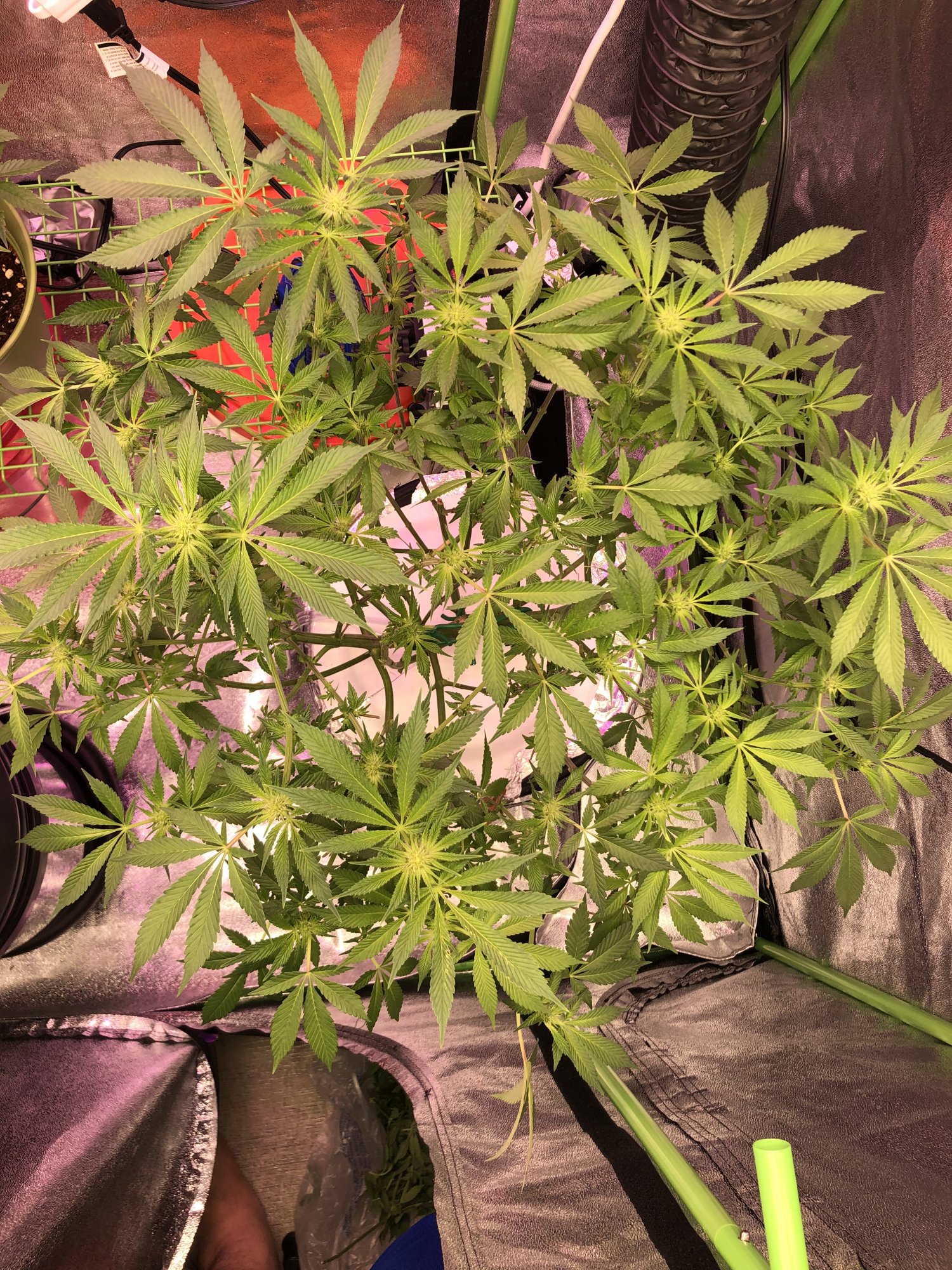 0AE44496 E626 4C51 988F BC2B3048F979