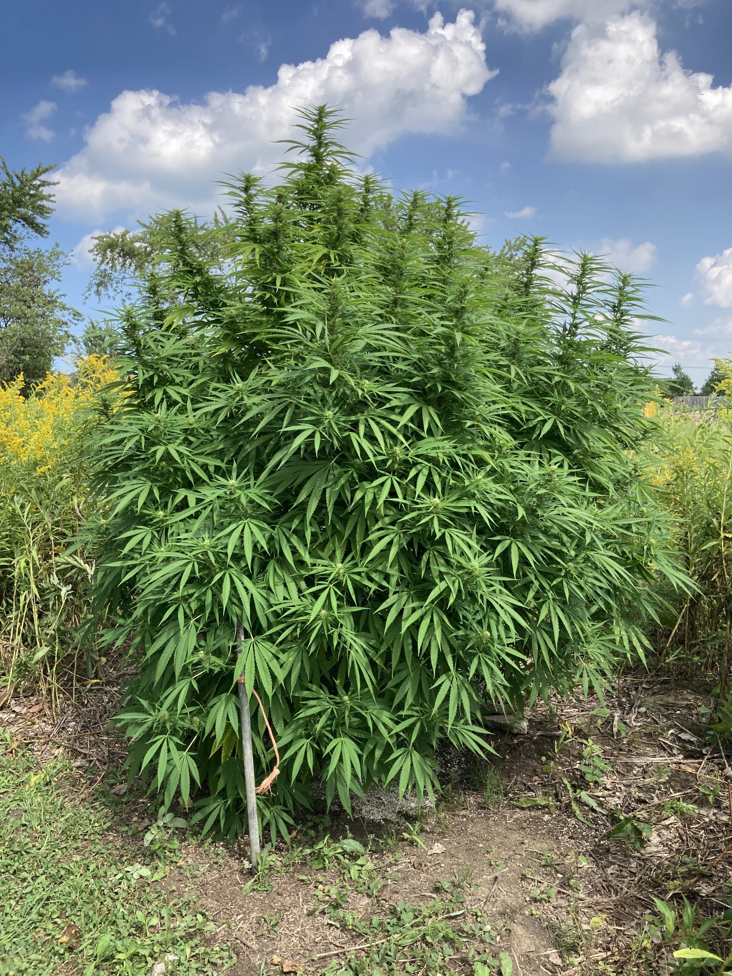 0C643ADD 8A87 4B20 963B 979163FF281F