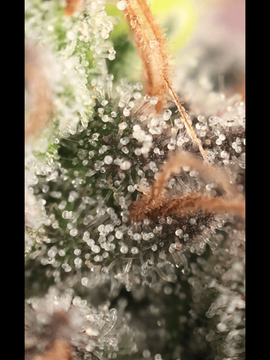 0D46C067 CE66 4FFA 89DB 5B106CBD2CEC