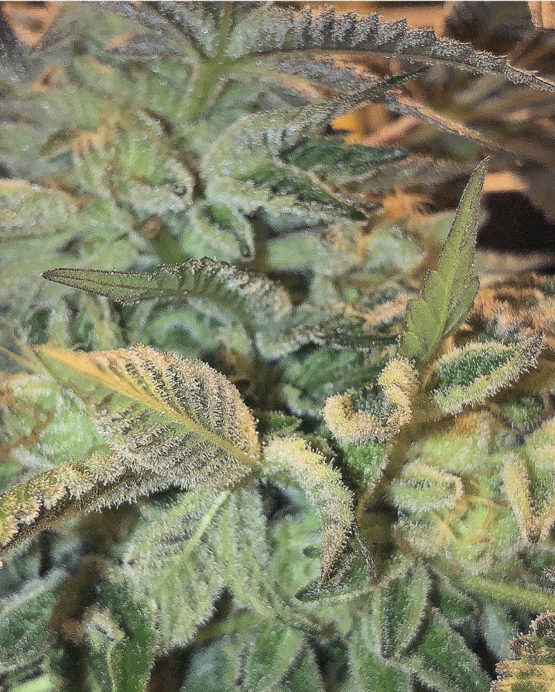 0D696B7D AAFC 49FF B541 9781CC26817F
