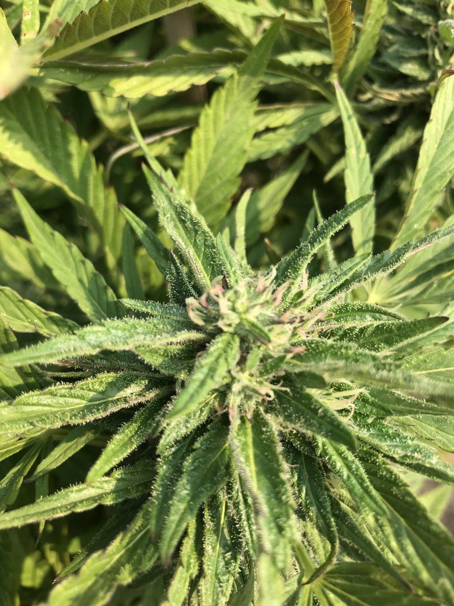 0F66F407 CBD5 4590 AAB0 239C7BCB4C33