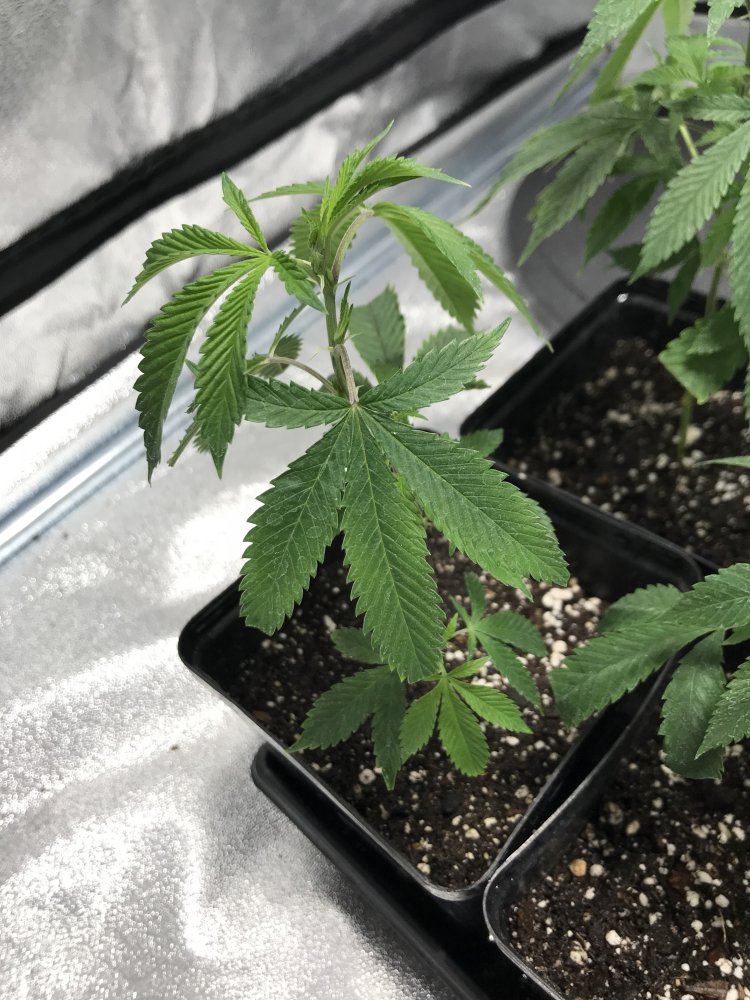 0FB8204C 4006 4E4F 8509 0265A60C786E