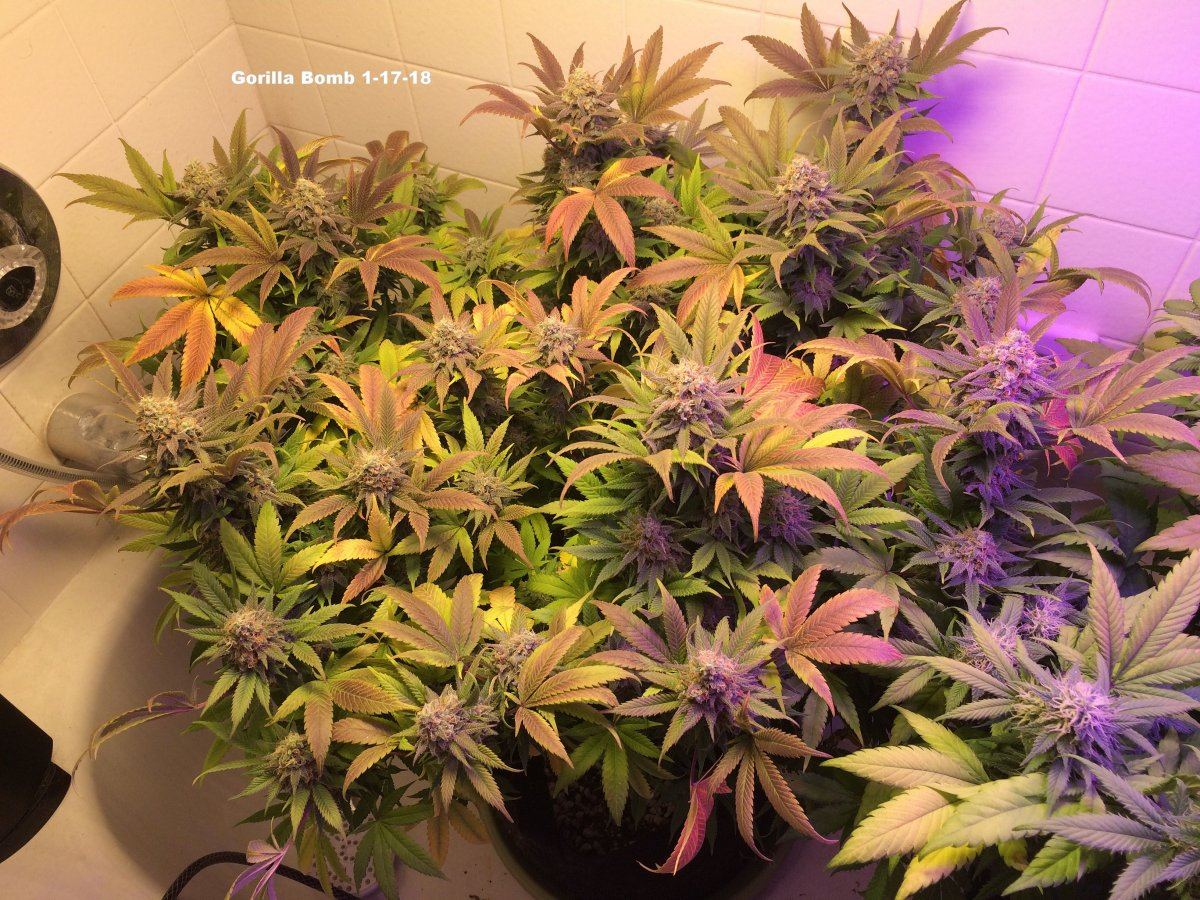 1 17 18 Gorilla Bomb Week 9