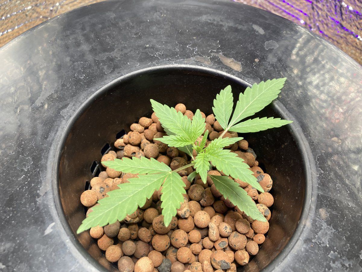 1 21 cannabis