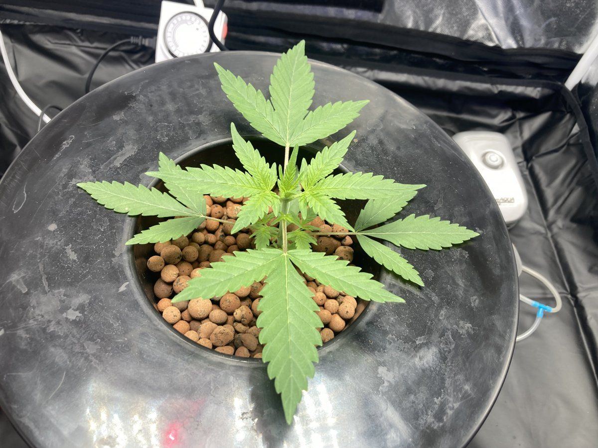 1 25 cannabis