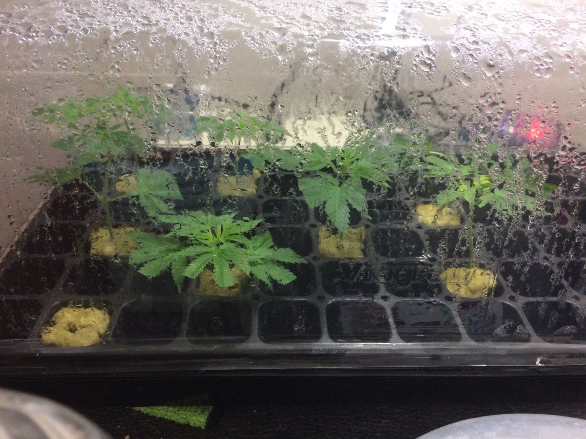 1 26 18 Crackleberry clones