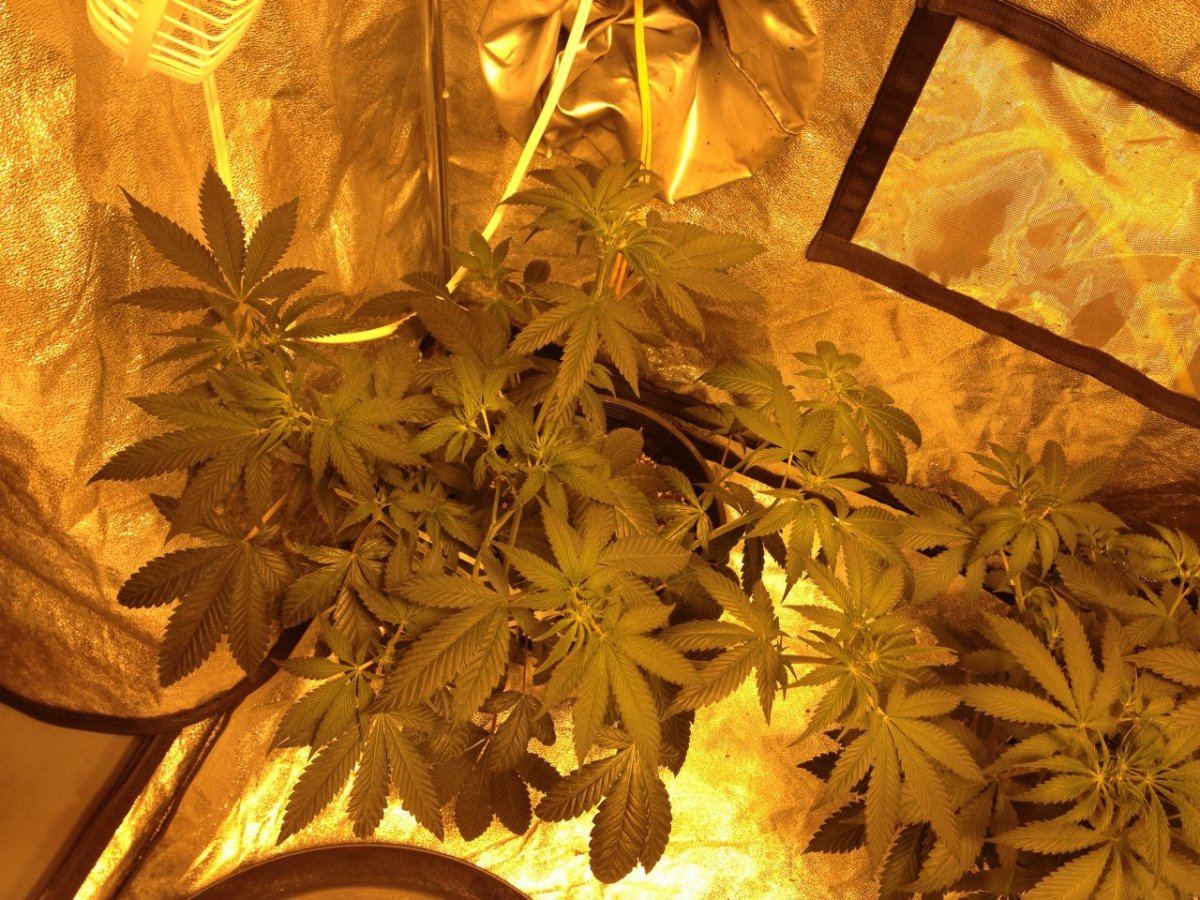 1 28 day 8 flower 1