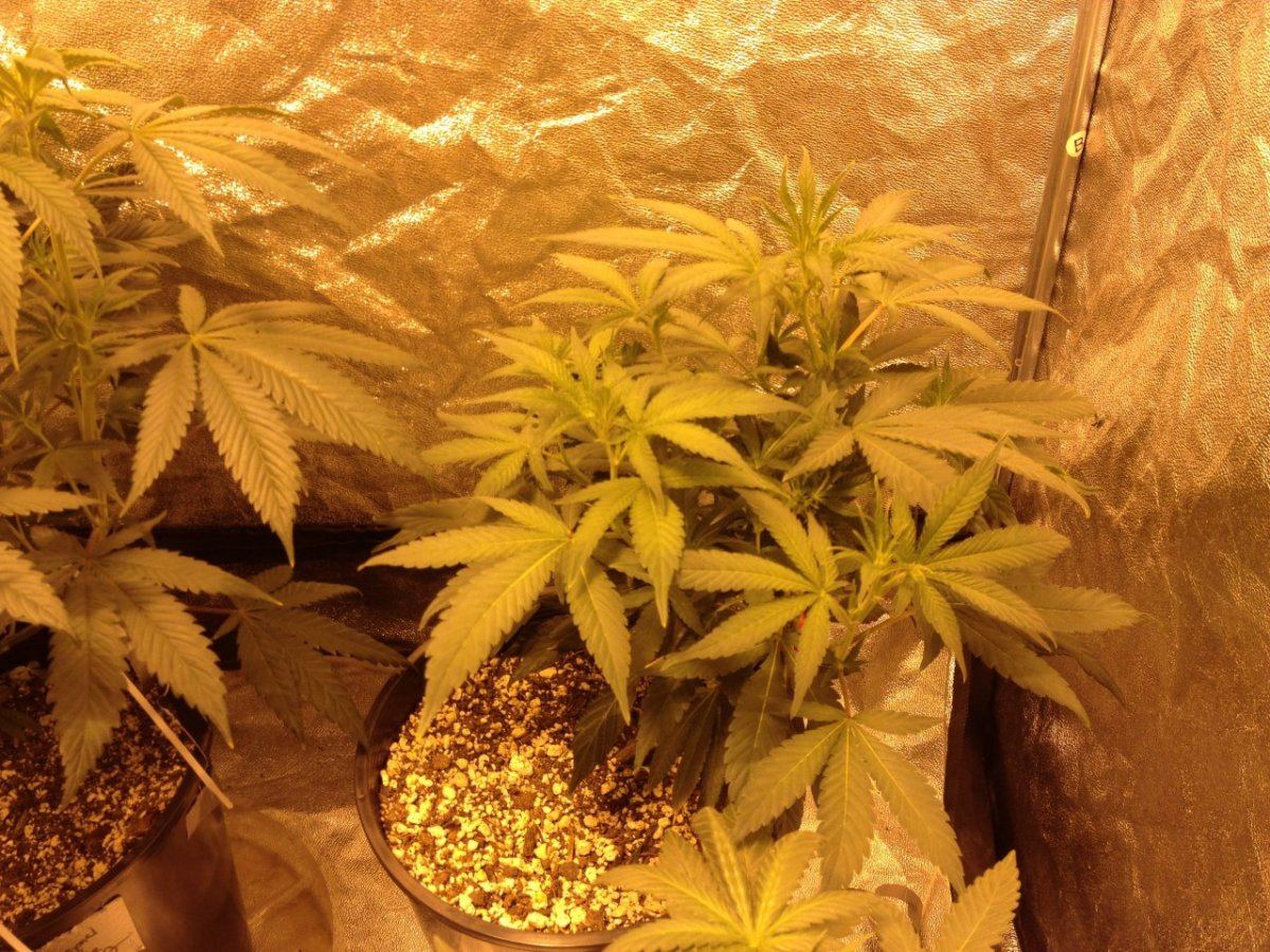 1 28 day 8 flower 2