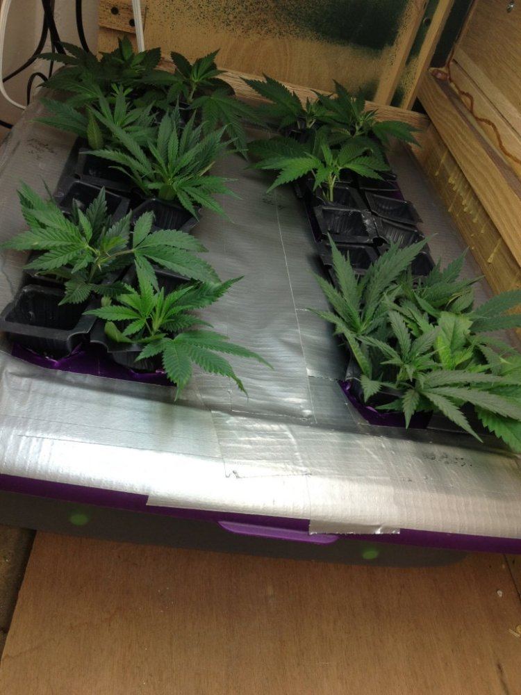 1 28 day 8 flower 3