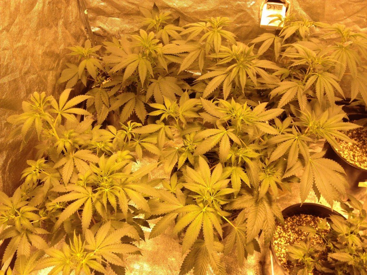 1 28 day 8 flower 6