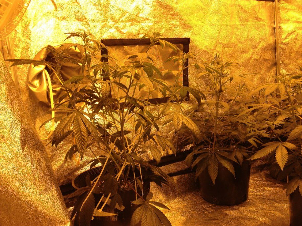 1 28 day 8 flower 7