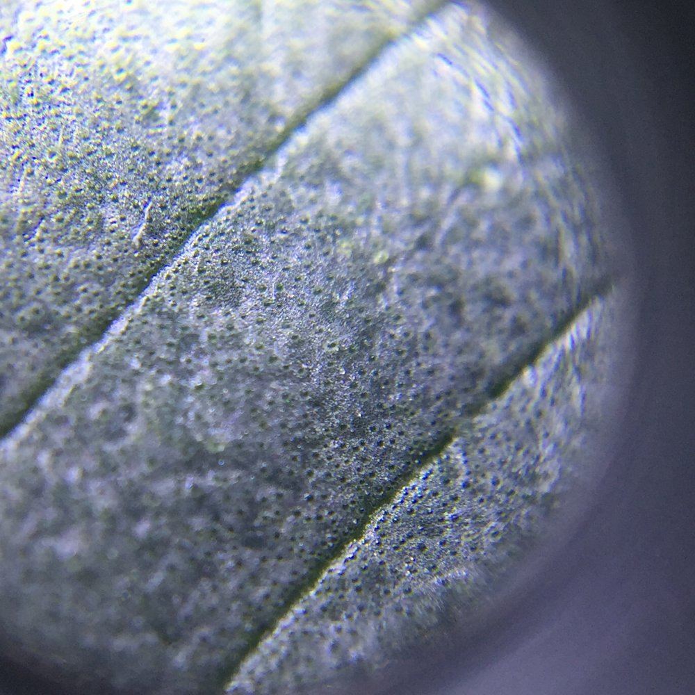 1 3 entirely greysilver leaves 2