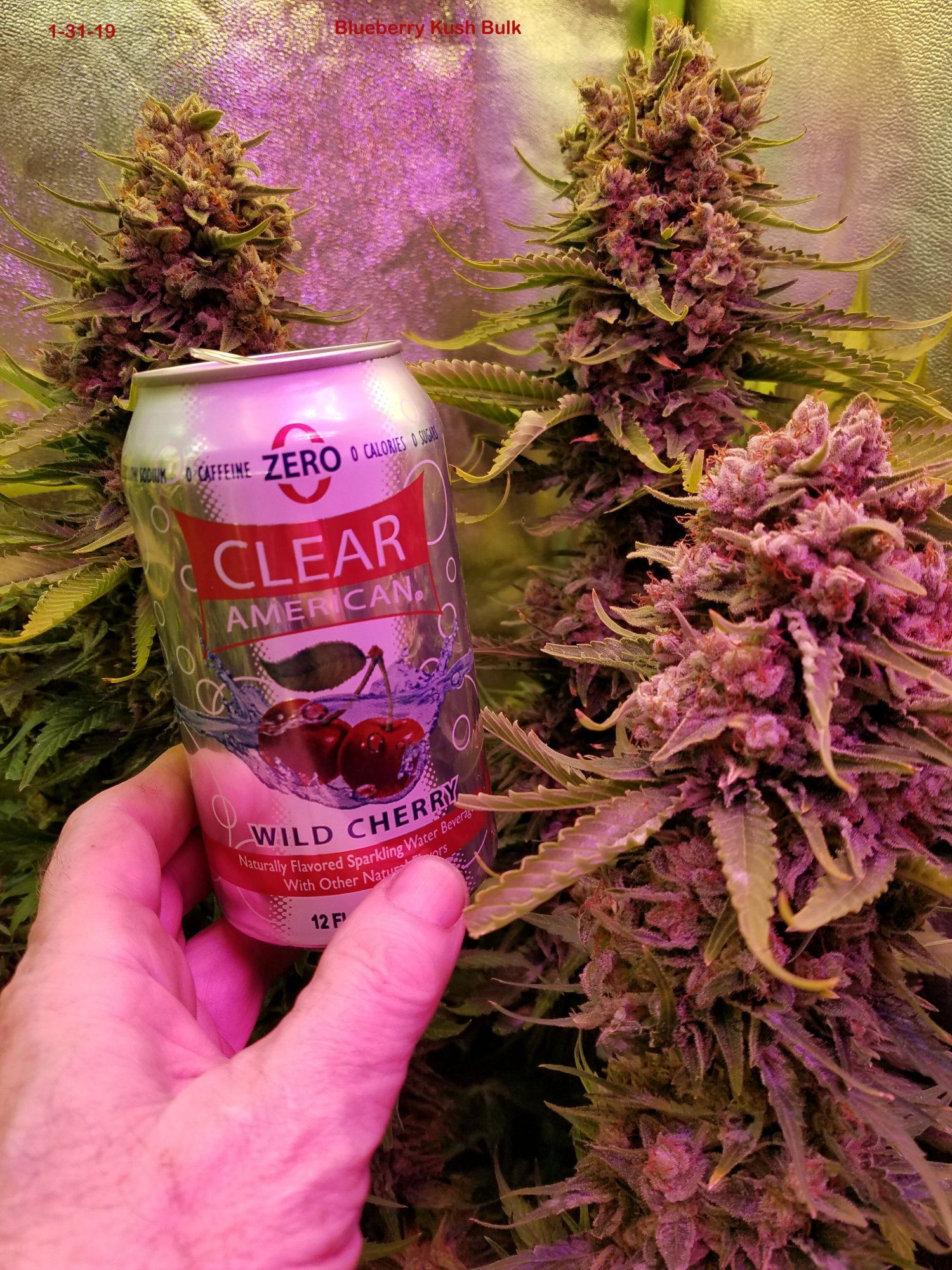 1 31 19 Blueberry Kush