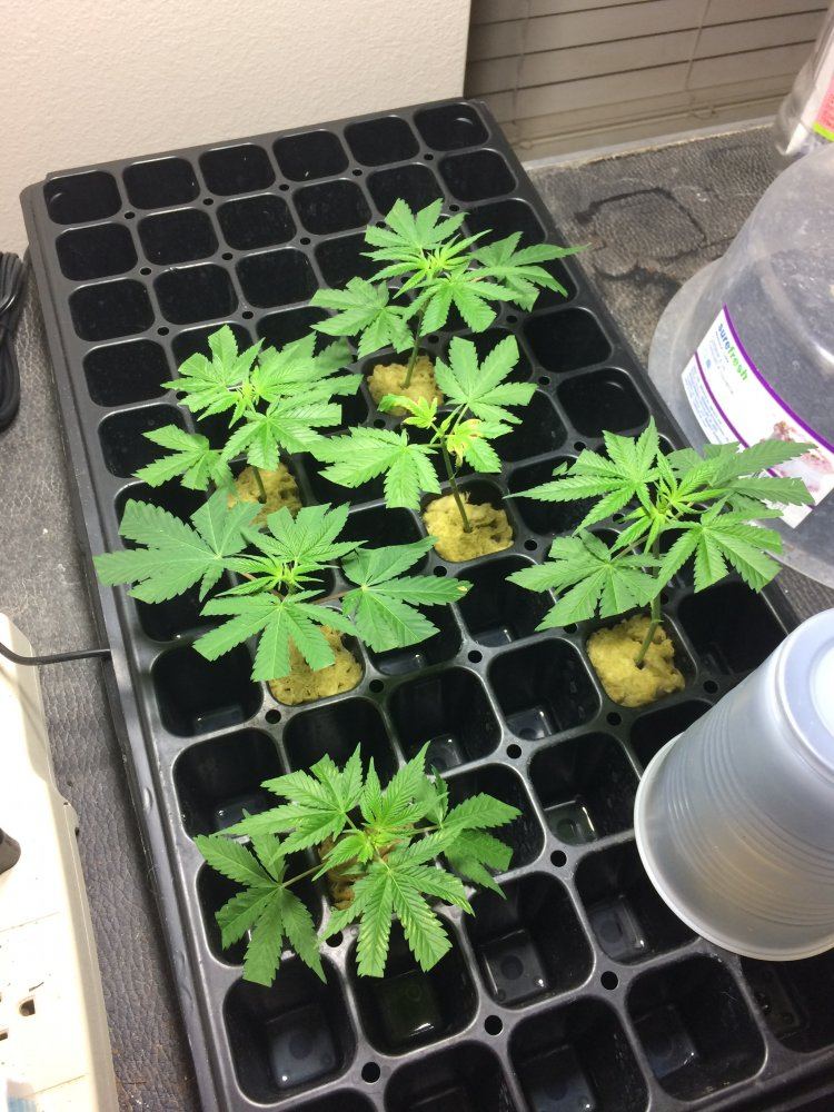 1 4 18 Crackleberry rooting clones