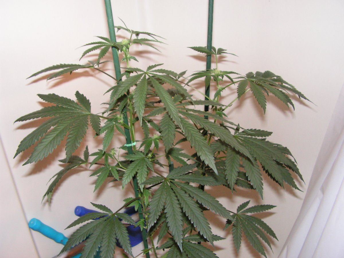 1 5 f2