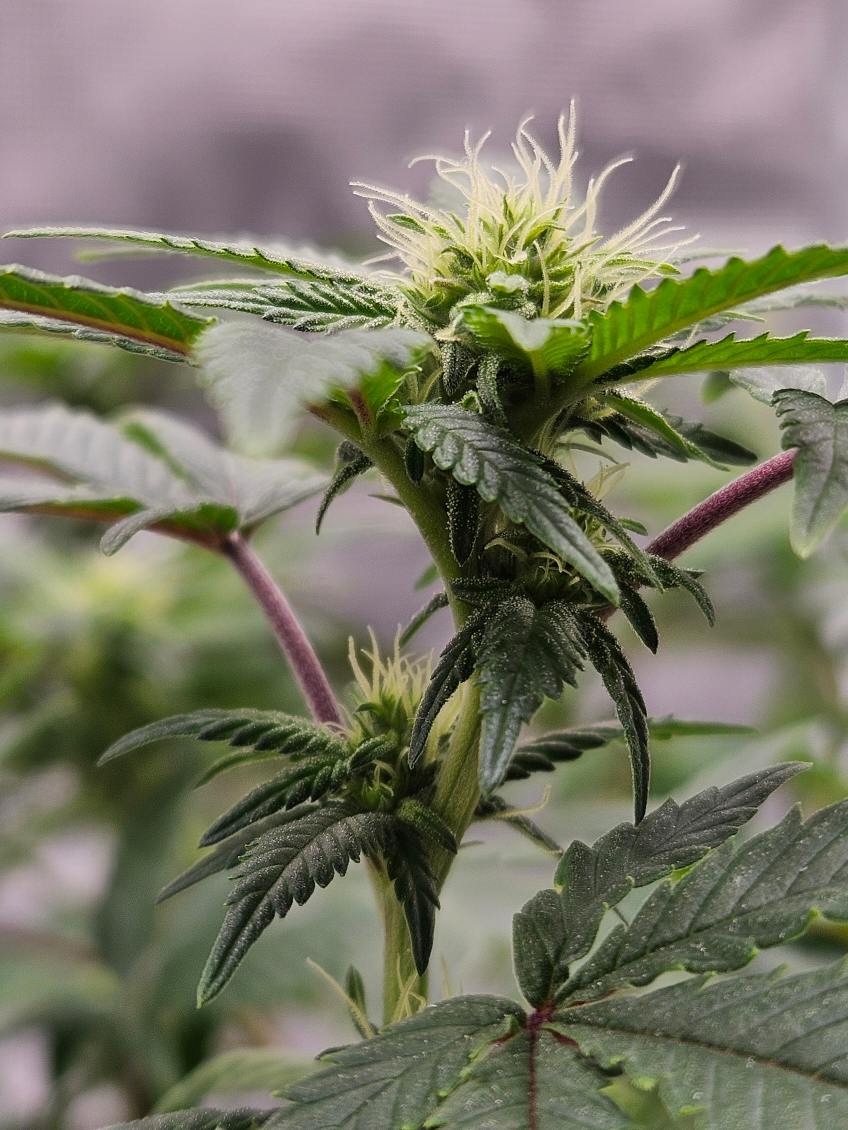 1 Day 21 Flower