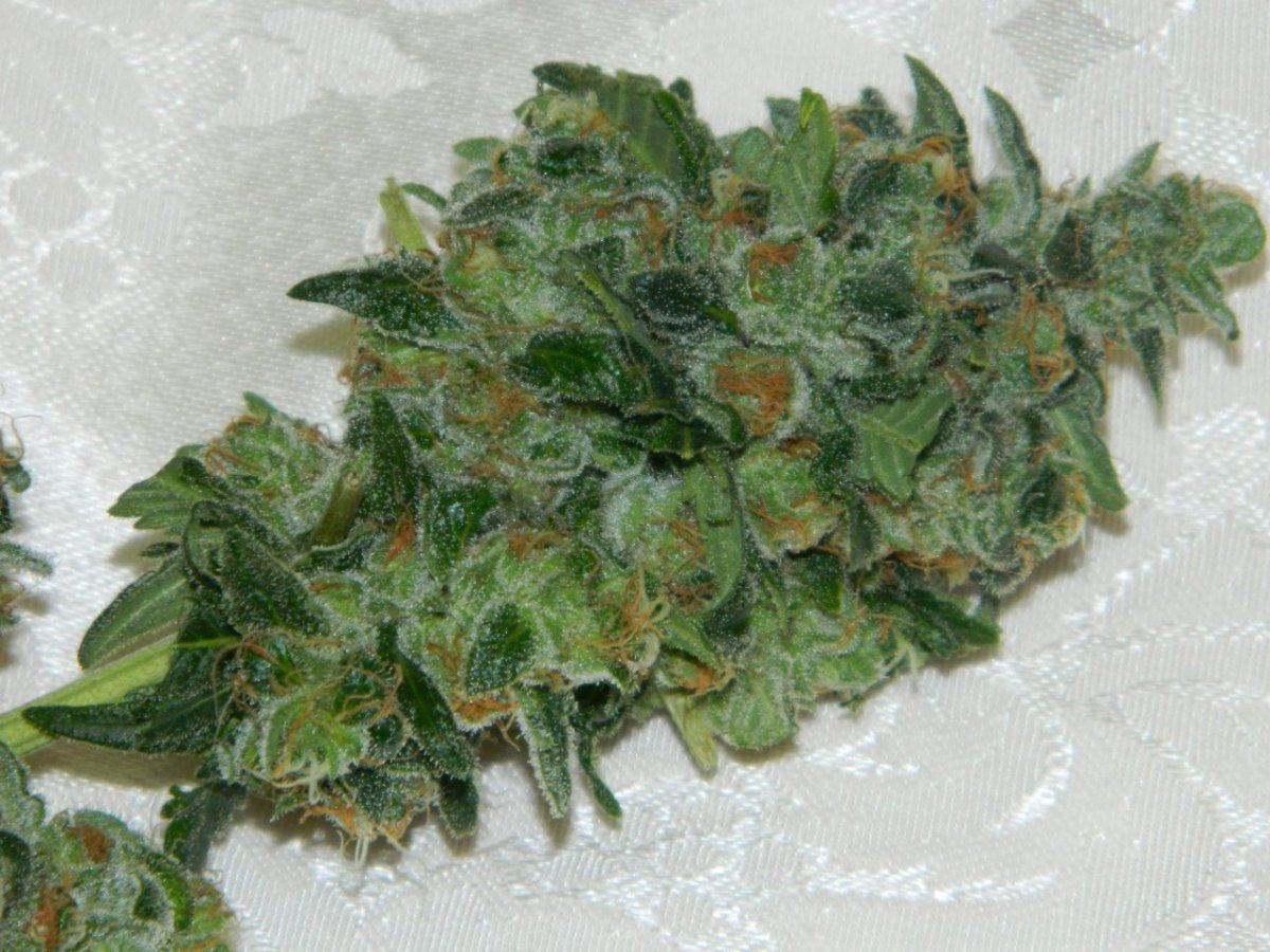 1 eskimo bud 005