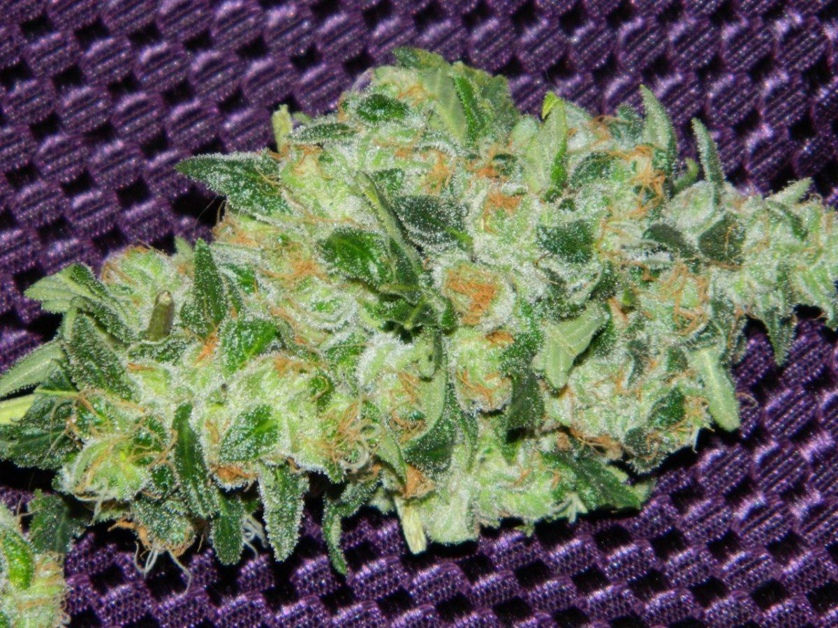1 eskimo bud 006