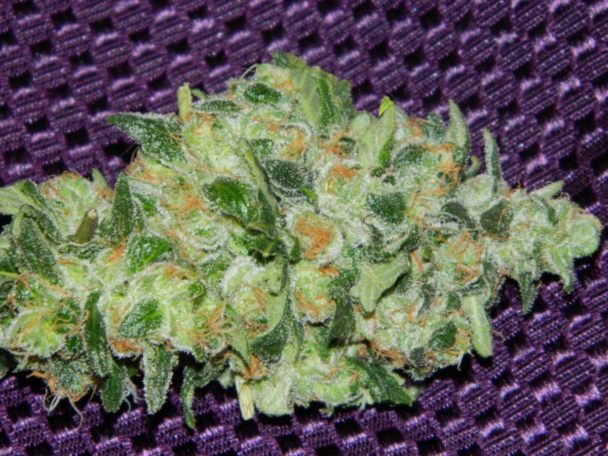 1 eskimo bud 009