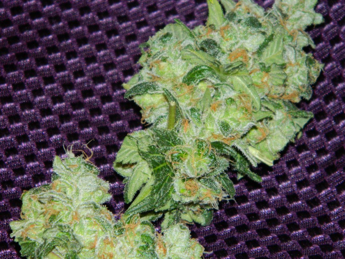1 eskimo bud 010