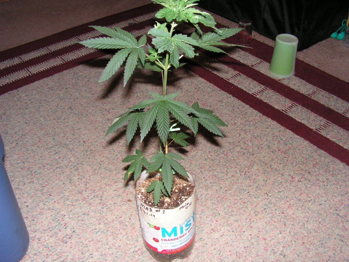 1 male 1