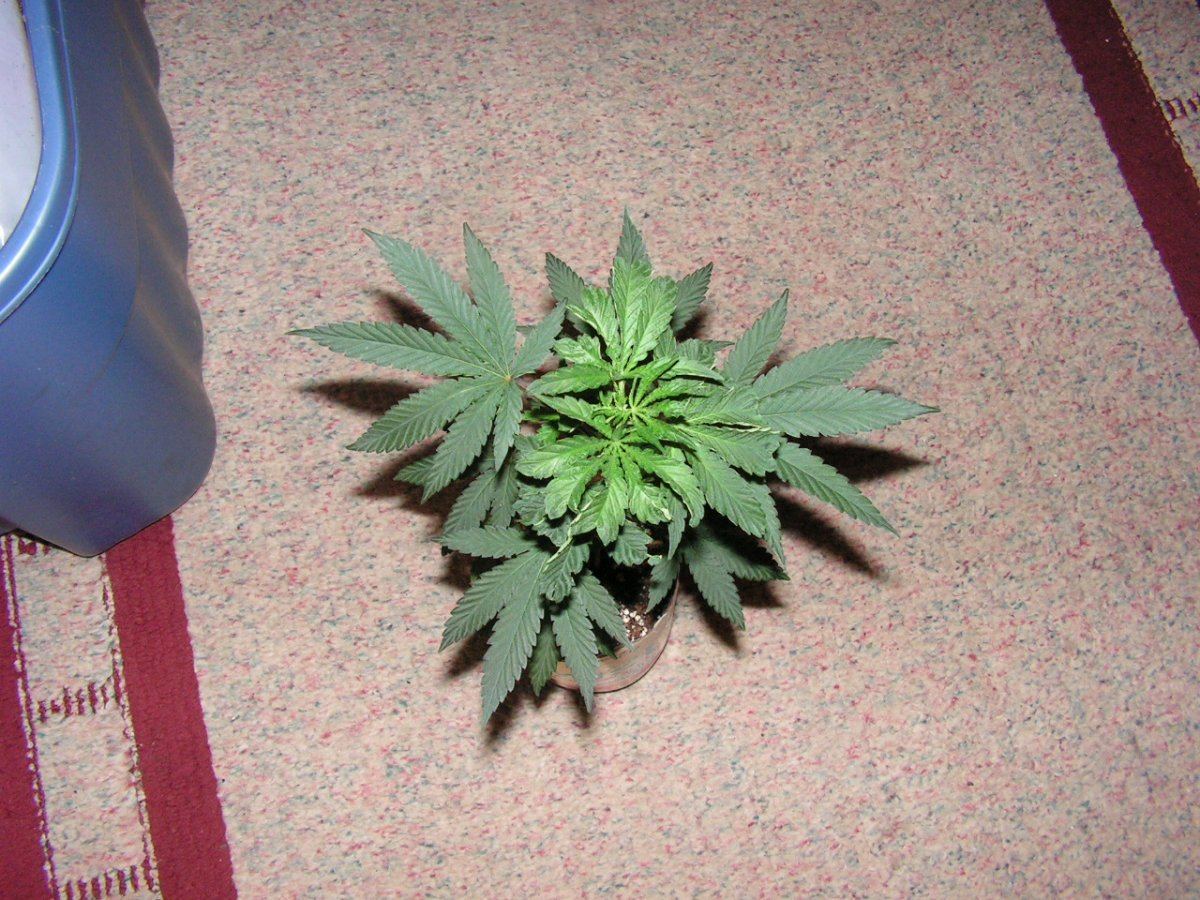 1 male 2