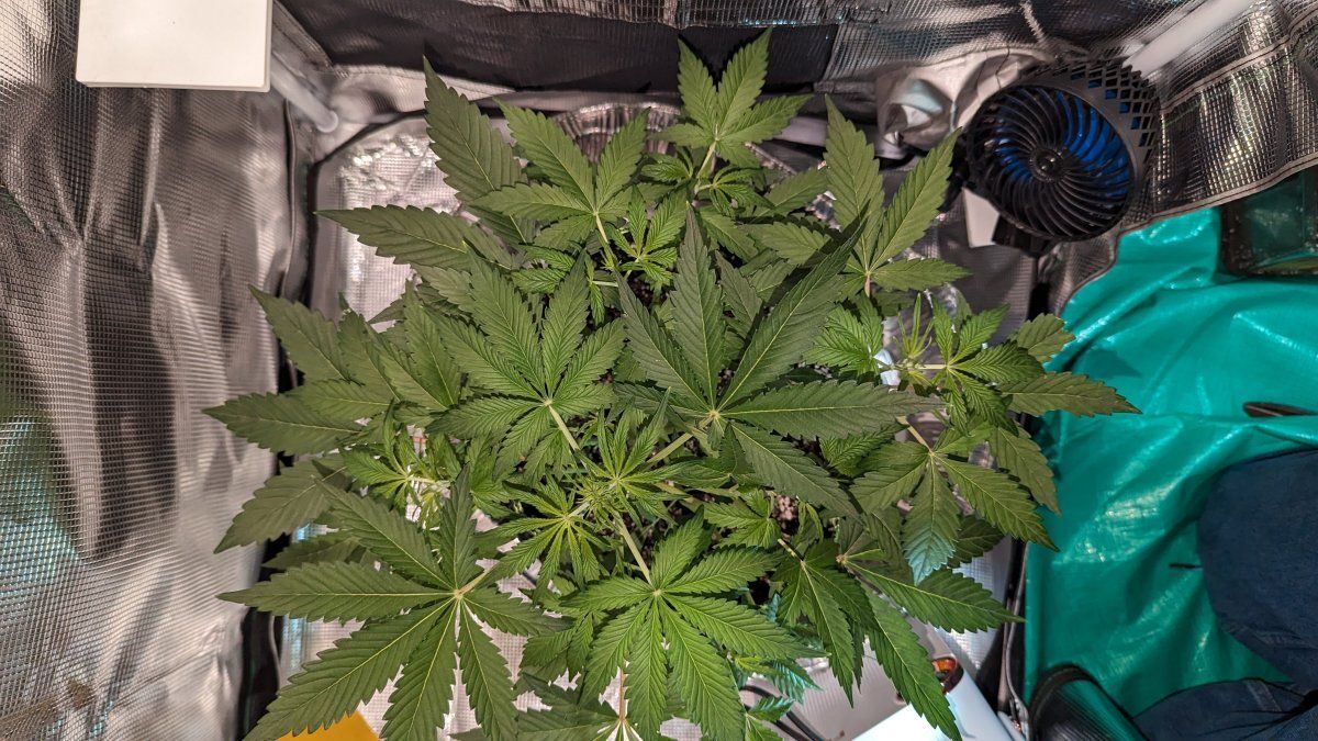 1 month into my 1st grow 2