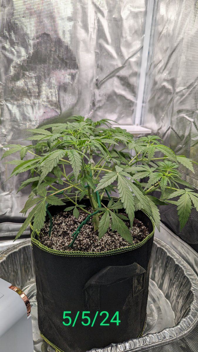 1 month into my 1st grow