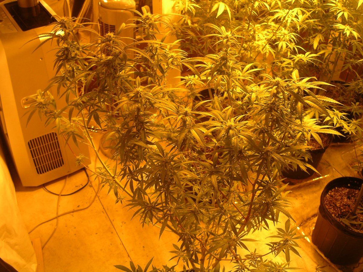 1 of 9 Blackberry Day 20